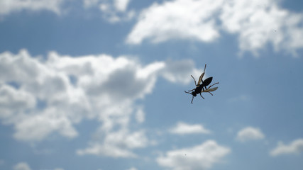 Wasp sits on glass against the sky