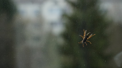 Adult bright alive yellow black wasp sit on window glass. Macro of yellow black wasp on window