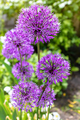 Violet round allium flowers on home garden background.