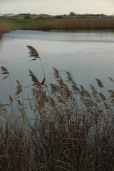 schilfgraswedel