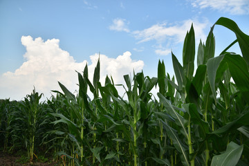 Corn filed in summer time