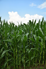 Corn filed in summer time