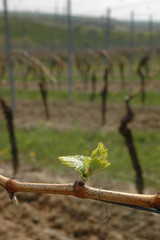 junger weinrebentrieb