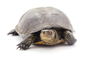 One big turtle.