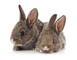 Two beautiful rabbits.