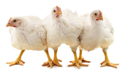 Three white chickens.