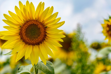 Sunflowers on the field in the sunshine. Sunny day and large yellow flowers growing side by side. Cultivation and upcoming harvests.