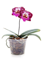 Indoor orchid in a pot.