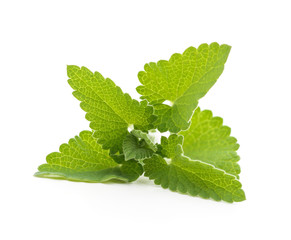 Fresh lemon balm leaves.