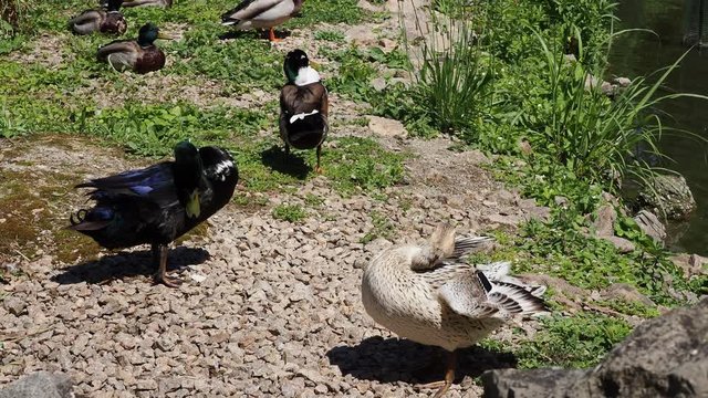 (Anas platyrhynchos domesticus) Coureurs indiens au plumage colvert et argent&eacute;, faisant leur toilette au bord de l'&eacute;tang