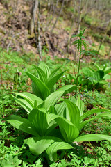 Hellebore in the forest.