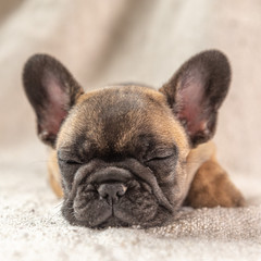 french bulldog puppy