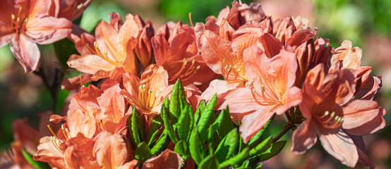 Bush of delicate orange flowers of azalea