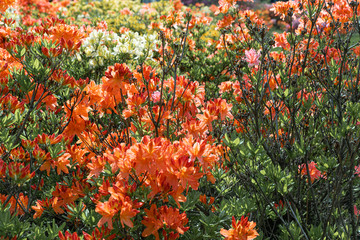Bush of delicate orange flowers of azalea