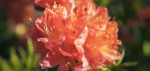 Bush of delicate orange flowers of azalea