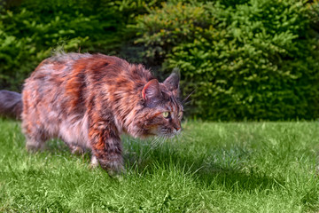 Portrait big tabby cat Maine Coon in the park. Cat walks on the green grass on sunny summer day. Pet walking outdoor adventures on the green grass