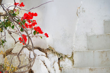 Beautiful traditional whitewashed facade of Greek house in small and narrow alley or street in Mykonos Town with blue or turquoise door and windows and flowers in bloom