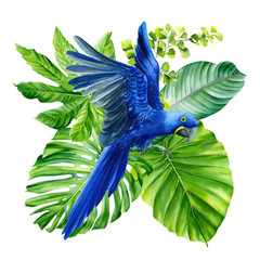 Watercolor drawings, leaves and macaw hyacinth parrot on an isolated white background © Hanna