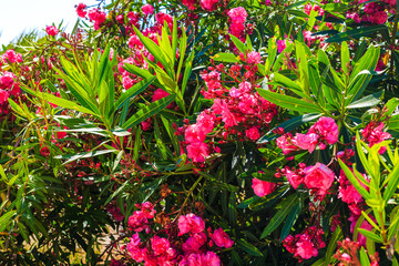 Blooming bougainvillea. Magenta bougainvillea flowers. Bougainvillea flowers as a background.