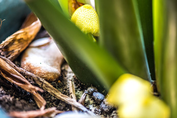 Champignons Lépiotes jaunes