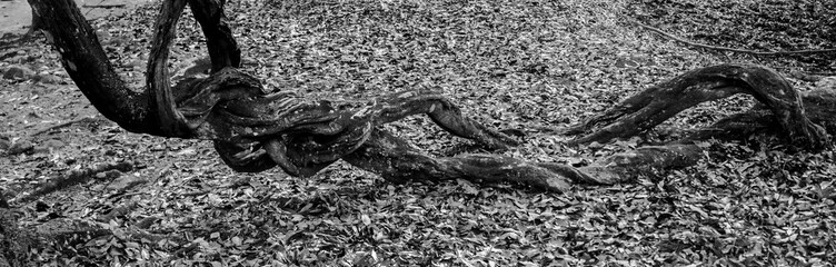 Agony.
Conceptual black and white picture of a tree's roots who looks like a distorted creature who could represent pain, agony, suffering or the idea of ecology.