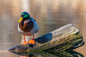 Canard colvert