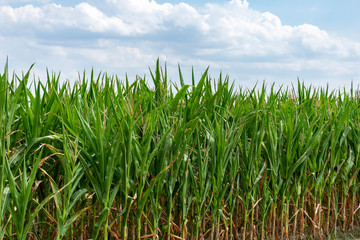 Green corn field, plants growing on a sunny, clear day. Cultivation before harvest.