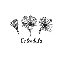 Calendula black