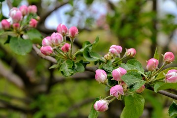 Close up of blooming apple branch at spring garden. Beautiful blooming apple flowers in white and pink colours and with green leaves.