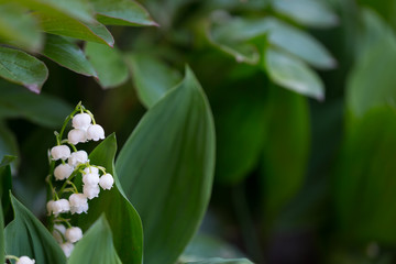 Kwitnące  białe konwalie majowe w ogrodzie wiosną, zielone liście i kwiaty, Convallaria majalis © Joanna