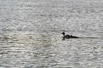The red-breasted merganser (Mergus serrator) swims with her babies in a lake. Mother merganser with cute babies on her back