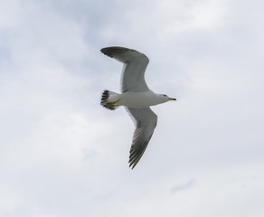 Flying seagull over blue sky.