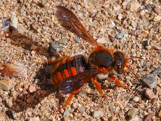 Wild Bee (Rhodanthidium sticticum) in Algarve, Portugal.