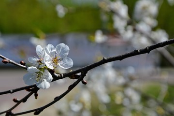 Blooming tree in spring time. White flowers on the tree branch. Apple tree blossom closeup. 
