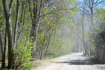 Fototapeta premium Green forest path with tree silhouettes and the gentle rays of the sun. Forest path in a cloud of dust. Forest in a springtime.
