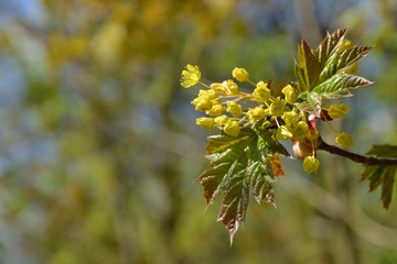Fresh green leaves and flowers of the maple tree (Acer pseudoplatanus). Blooming maple tree branches. Springtime. Green flowers of a blooming maple tree in a springtime. Selective focus