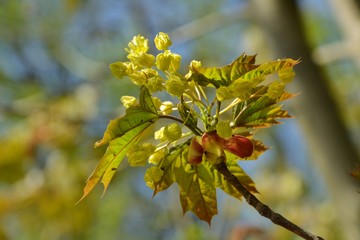 Fresh green leaves and flowers of the maple tree (Acer pseudoplatanus). Blooming maple tree branches. Springtime. Green flowers of a blooming maple tree in a springtime. Selective focus