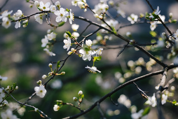 Peach blossoms. Little white flowers blooming. Twig, branch with green leaves. Spring tree bush is greening closeup, macro. 