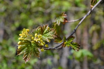Fresh green leaves and flowers of the maple tree (Acer pseudoplatanus). Blooming maple tree branches. Springtime. Green flowers of a blooming maple tree in a springtime. Selective focus