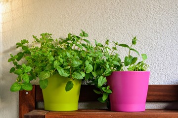 Fresh mint herb in colourful pots. Homegrown herbs