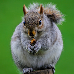 Obraz premium Squirrel