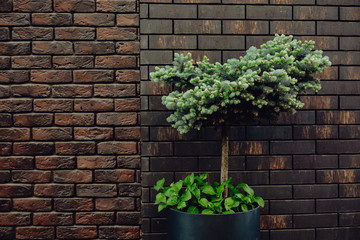 Conifer on a background of a brown brick wall, natural leaf background. Green tree on the wall texture