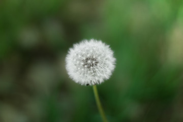 Dandelion sharp in focus with green background