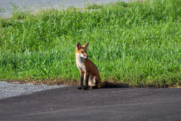 red fox vulpes