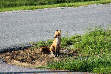 Fox in the field