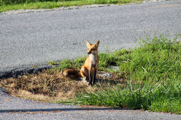 Fox next to the road