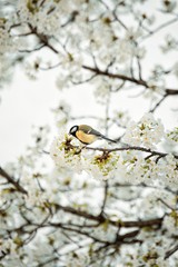 Bird sitting on a blooming apple tree twig