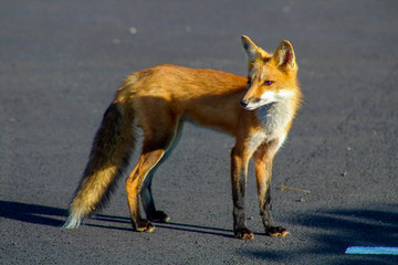 Obraz premium red fox in the wild