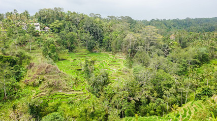 Fototapeta na wymiar Indonesien, Bali, Kabupaten Gianyar, Reisfelder nahe Ubud