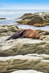A wild fur seal (kekeno) resting on the rocks at Kaikoura in New Zealand. 
